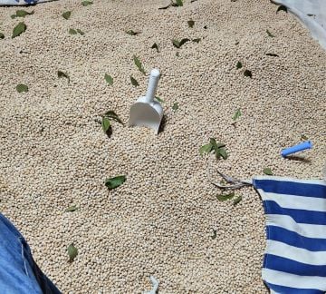 YERLİ BEYAZ NOHUT( 1 kg )