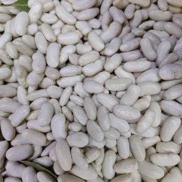 MANYAS KAZAK KURU FASULYESİ