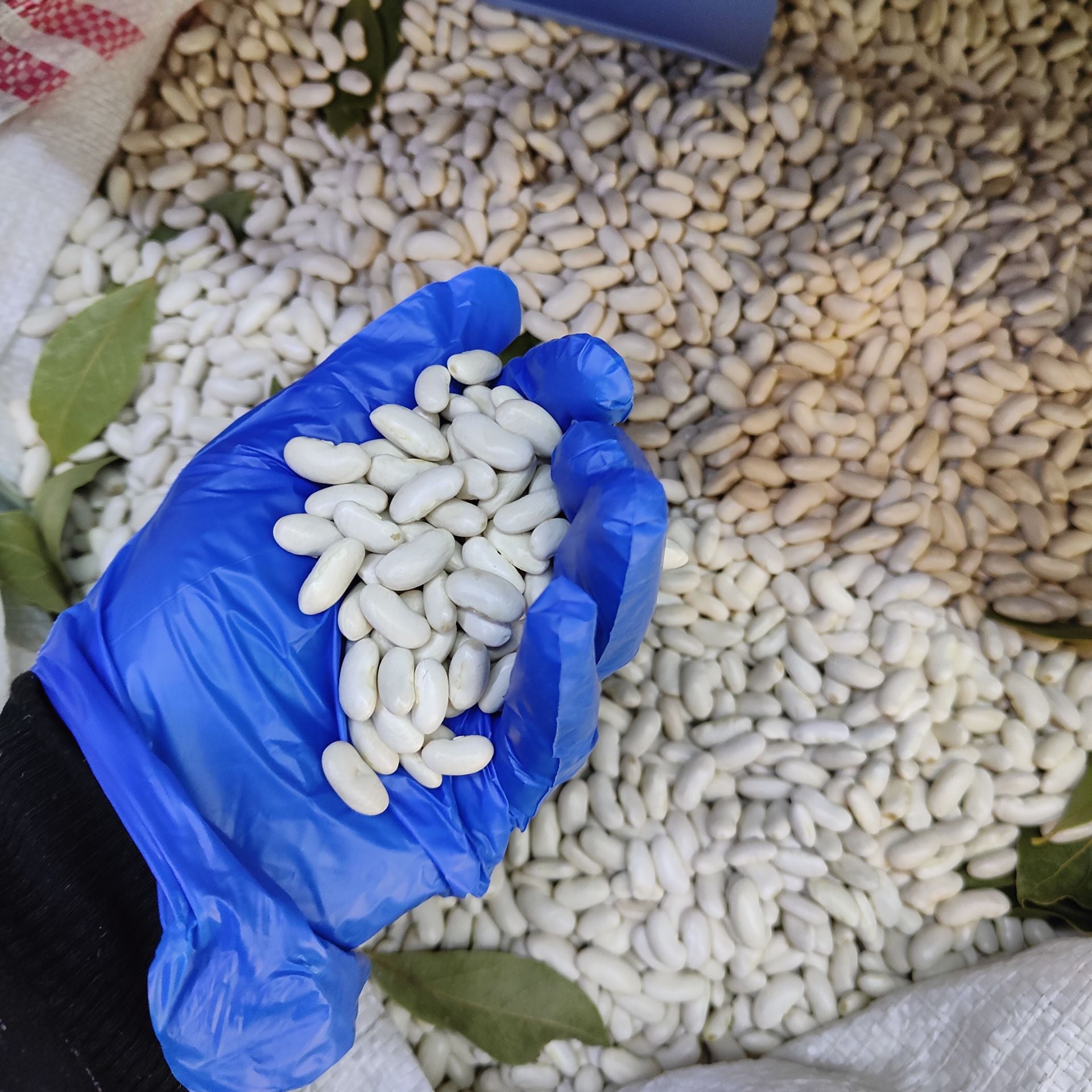 MANYAS KAZAK KURU FASULYESİ